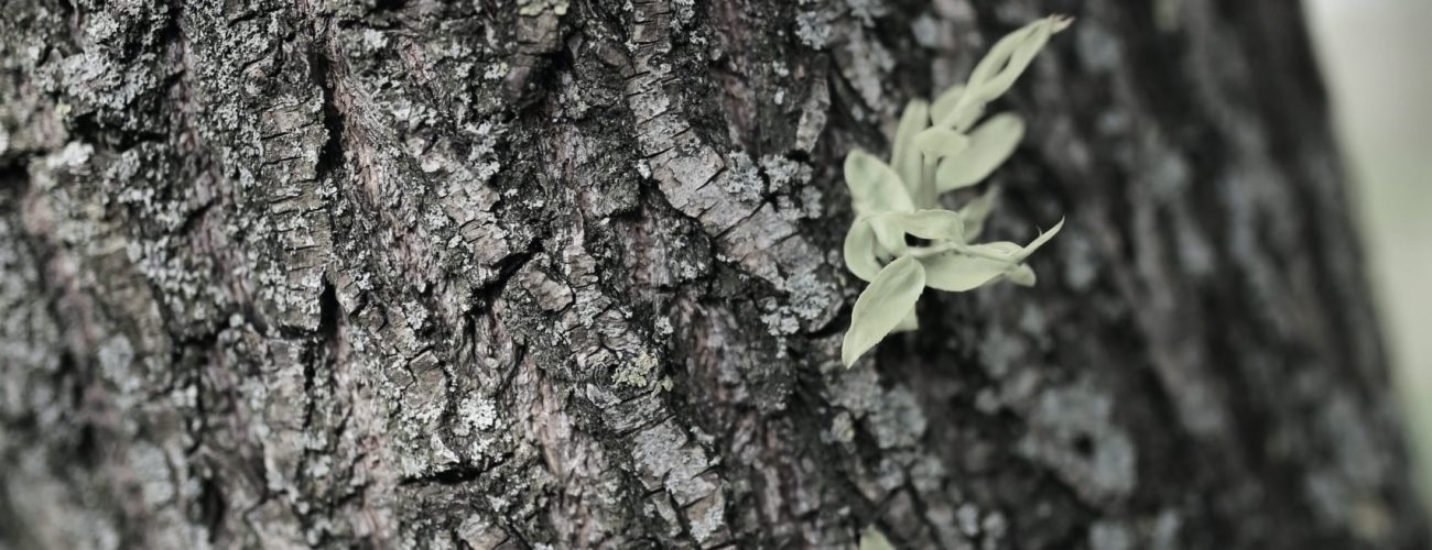 Baum Baum